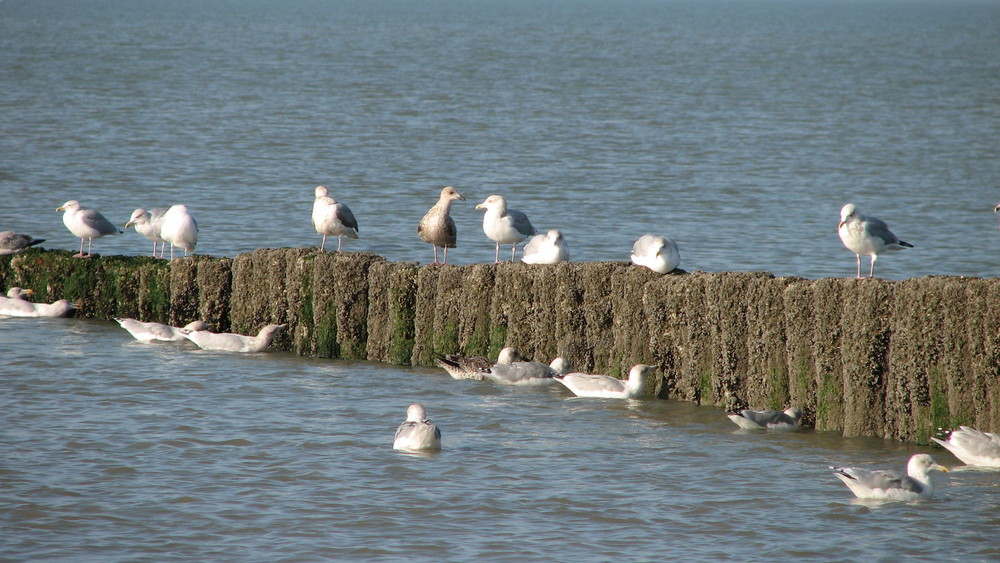 Gezelliger Strandmiddag