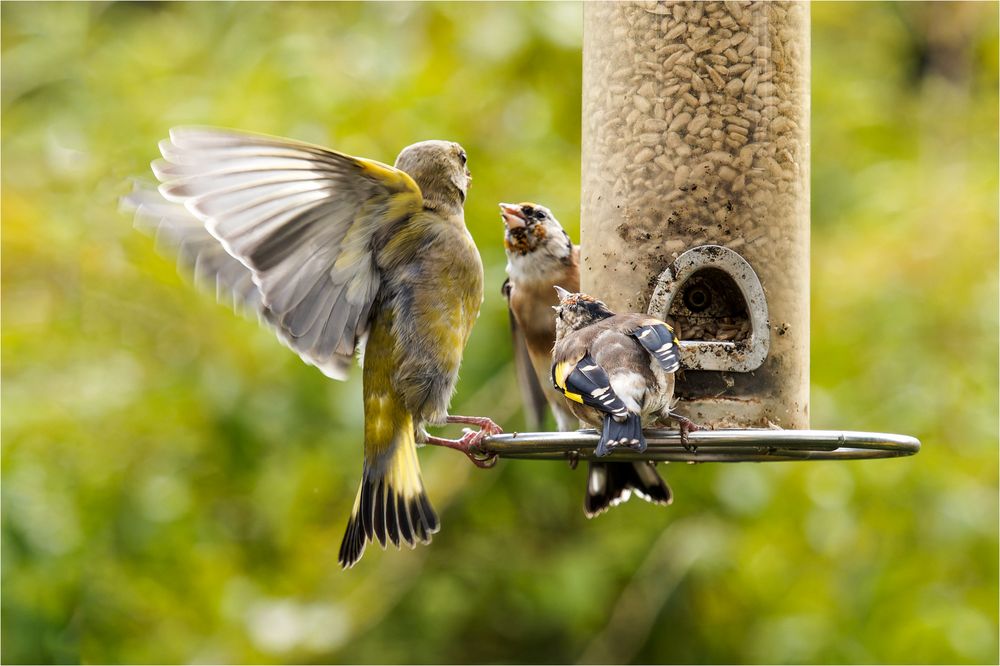 Gezeter an der Futterröhre.. Foto & Bild tiere, wildlife, wild