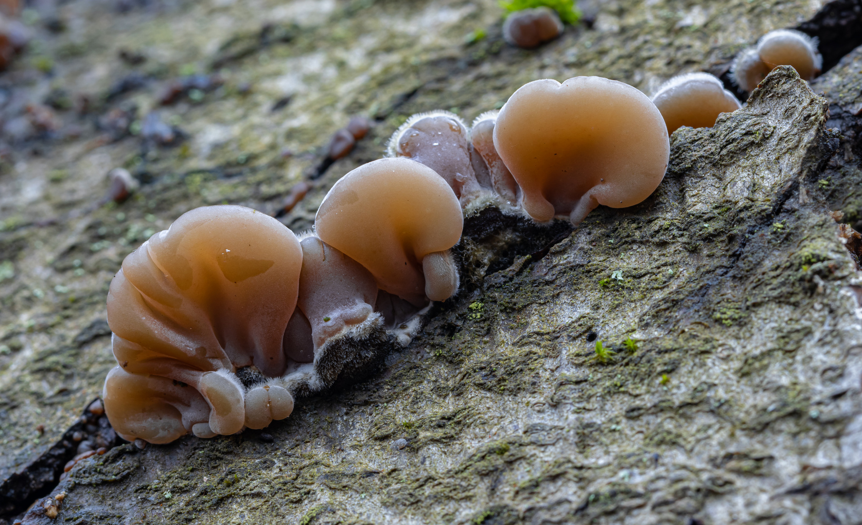 Gezonter Ohrlappenpilz (Auricularia mesenterica)