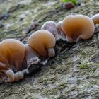 Gezonter Ohrlappenpilz (Auricularia mesenterica)