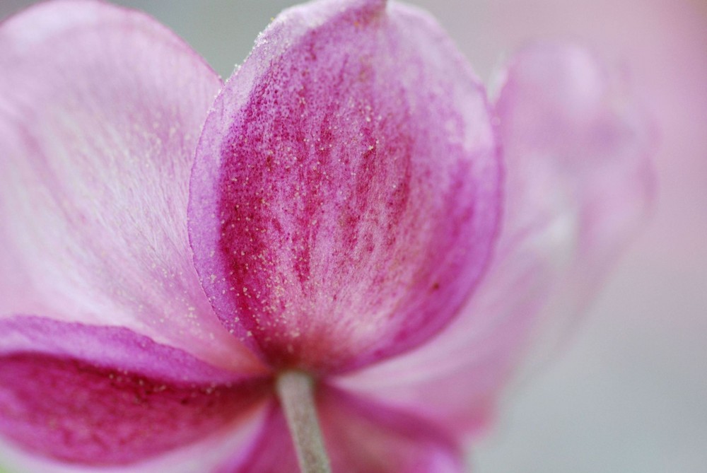 Gezuckerte Anemone