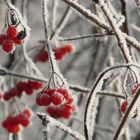 Gezuckerte Beeren !!!