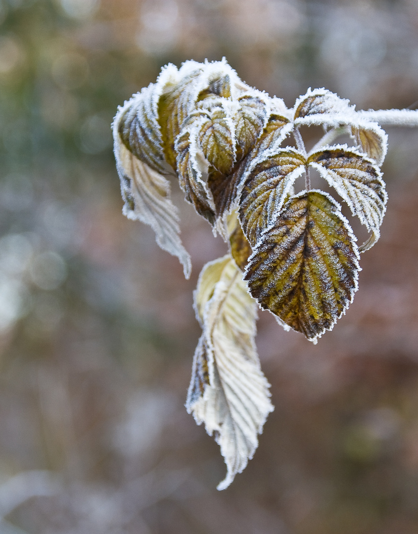 Gezuckerte Blätter