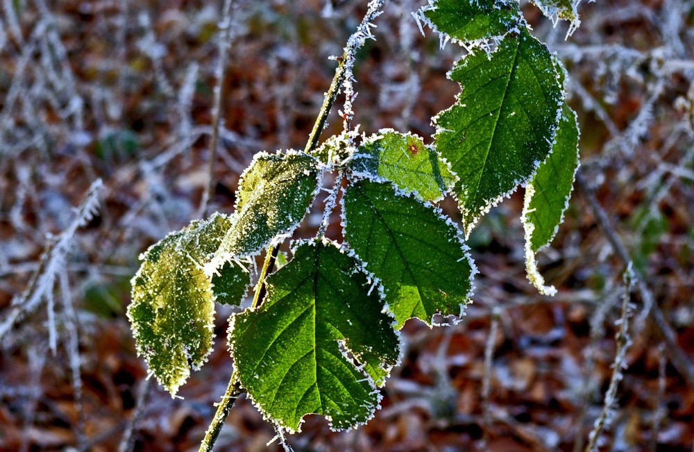 Gezuckerte Blätter