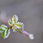 gezuckerte Blätter