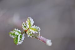 gezuckerte Blätter