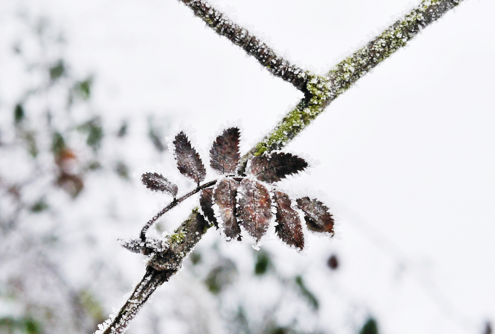 Gezuckerte Blätter