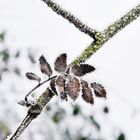 Gezuckerte Blätter