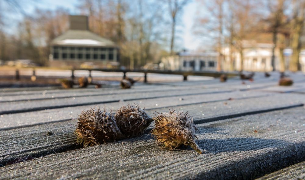 Gezuckerte Bucheckern