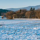 Gezuckerte Felder