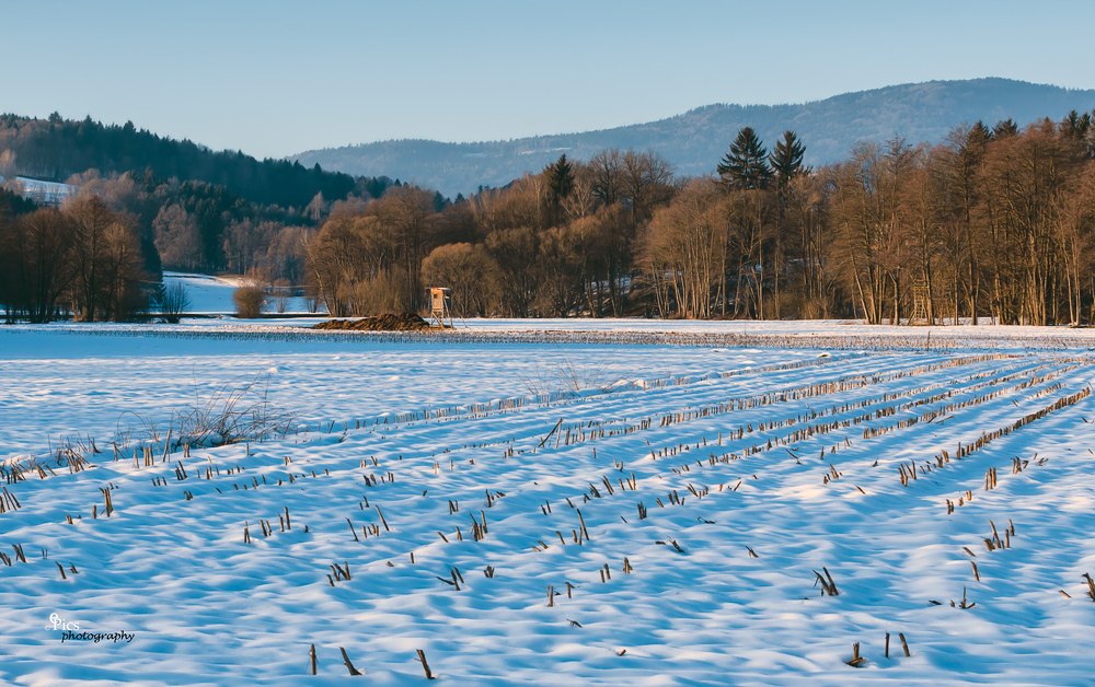 Gezuckerte Felder