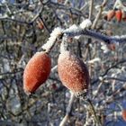 gezuckerte Hagebutte