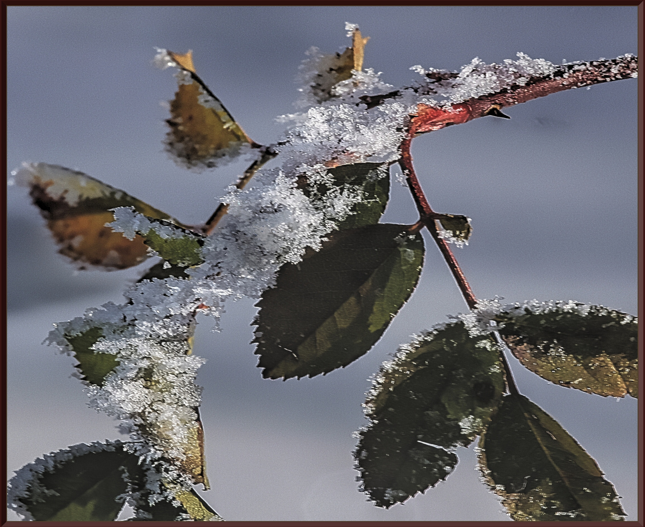 Gezuckerte Rosen