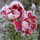 Gezuckerte Rosen