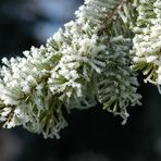 Gezuckerte Tannenspitzen