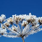 "Gezuckertes Montagsblümchen"