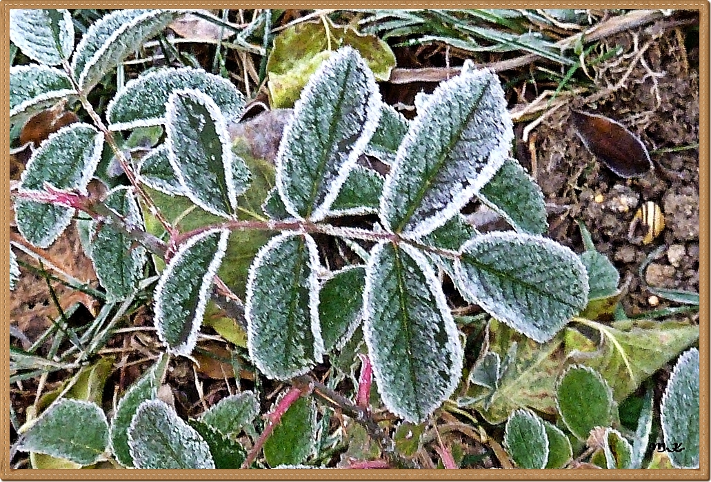 Gezuckertes Rosenblatt