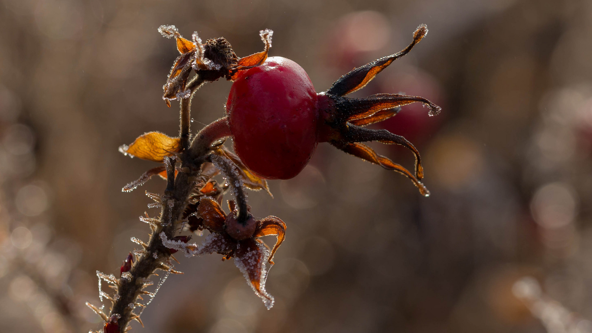 Gezuckertes Rosenwasser