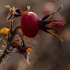 Gezuckertes Rosenwasser