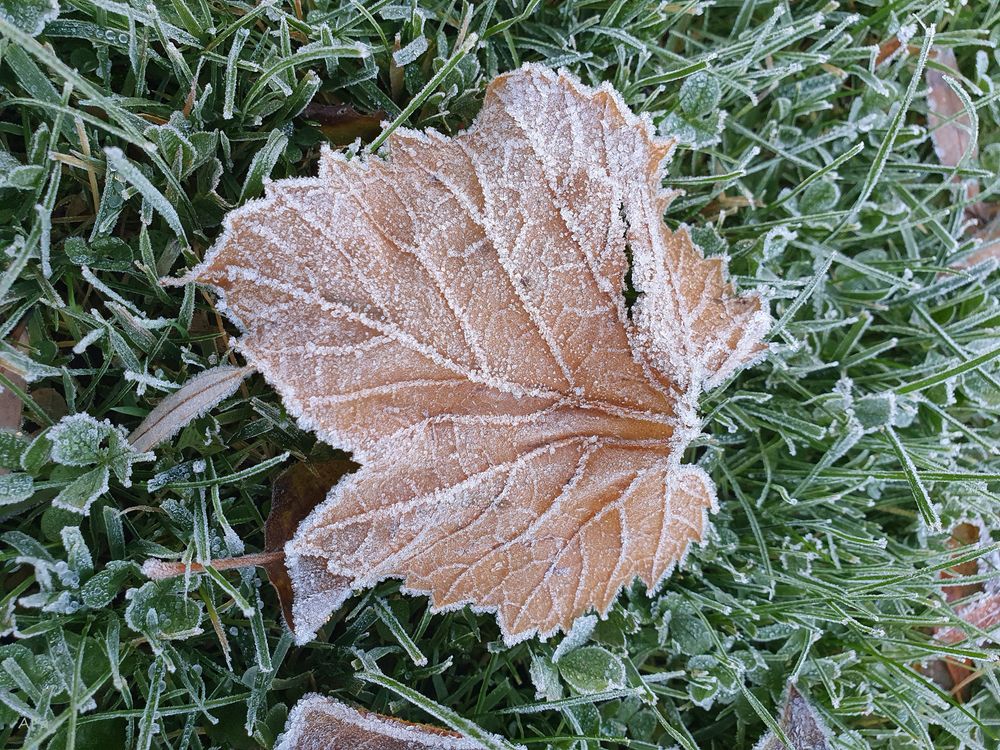 "Gezuckertes" Weinlaub