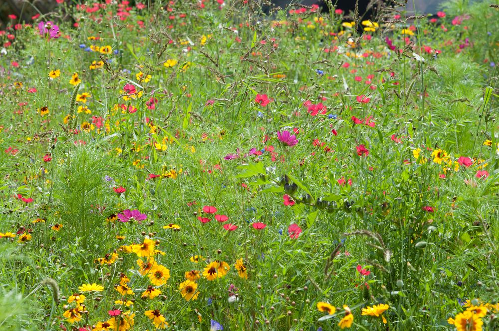 GFP - Garden Flower Power von k2h 