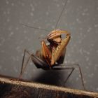 Ghana-Gottesanbeterin (Sphodromantis lineola)