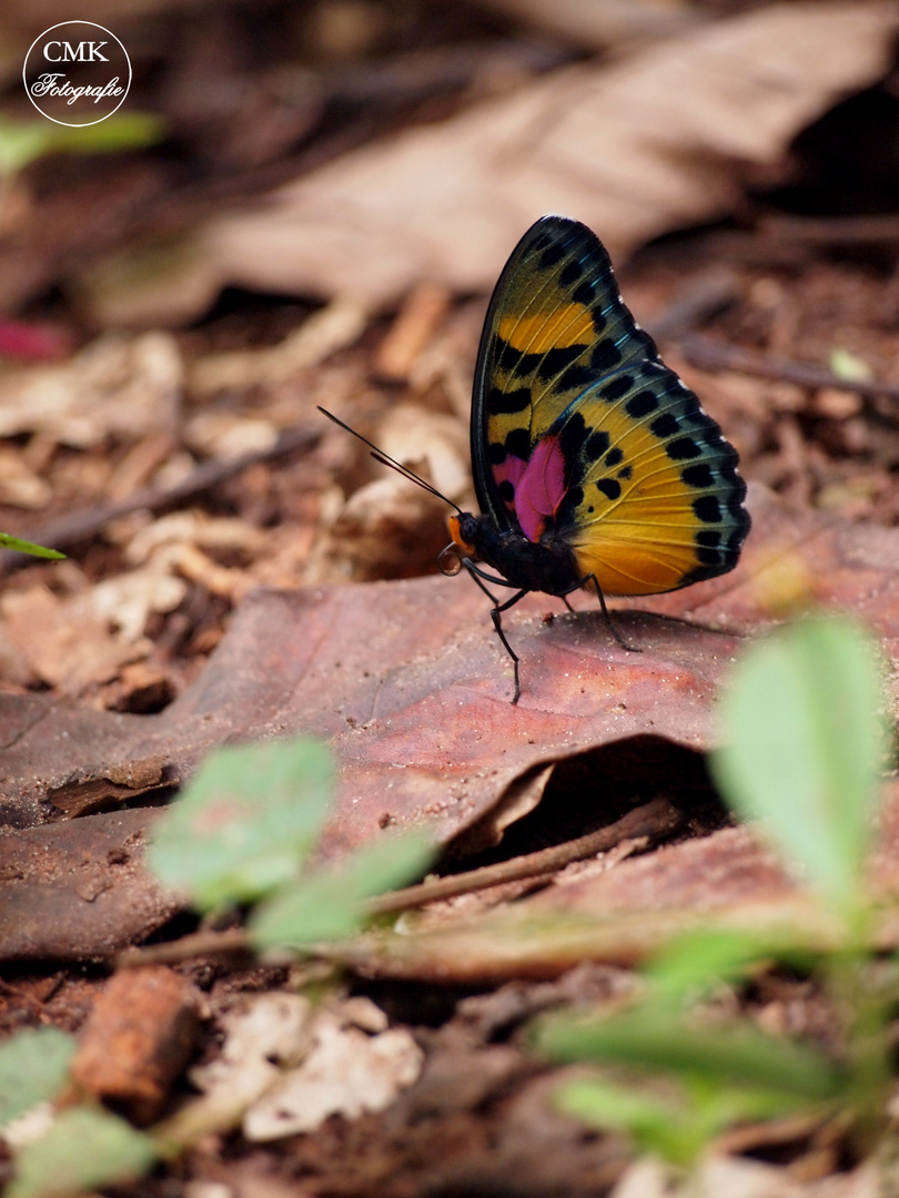 Ghanaischer Schmetterling