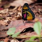 Ghanaischer Schmetterling