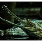 Gharial