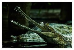 Gharial