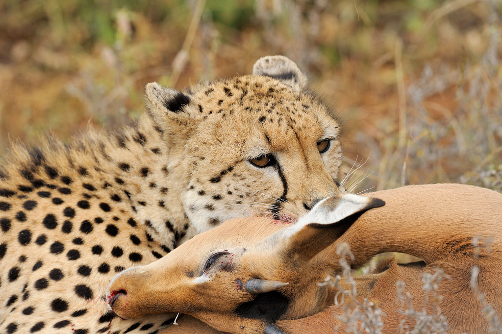 Ghepardo con la preda appena cacciata (Sud Africa - Timbavati)