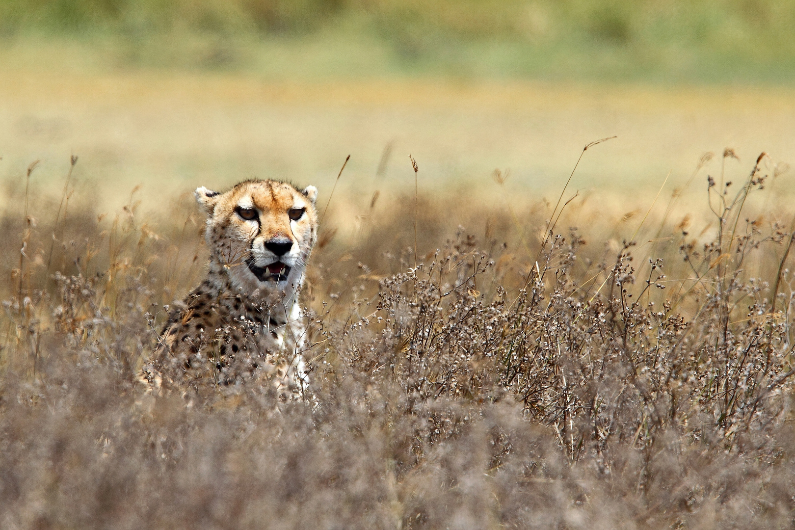 ghepardo - ngorongoro, tanzania