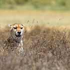 ghepardo - ngorongoro, tanzania