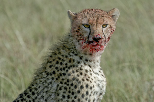 Ghepardo, Serengeti, Tanzania