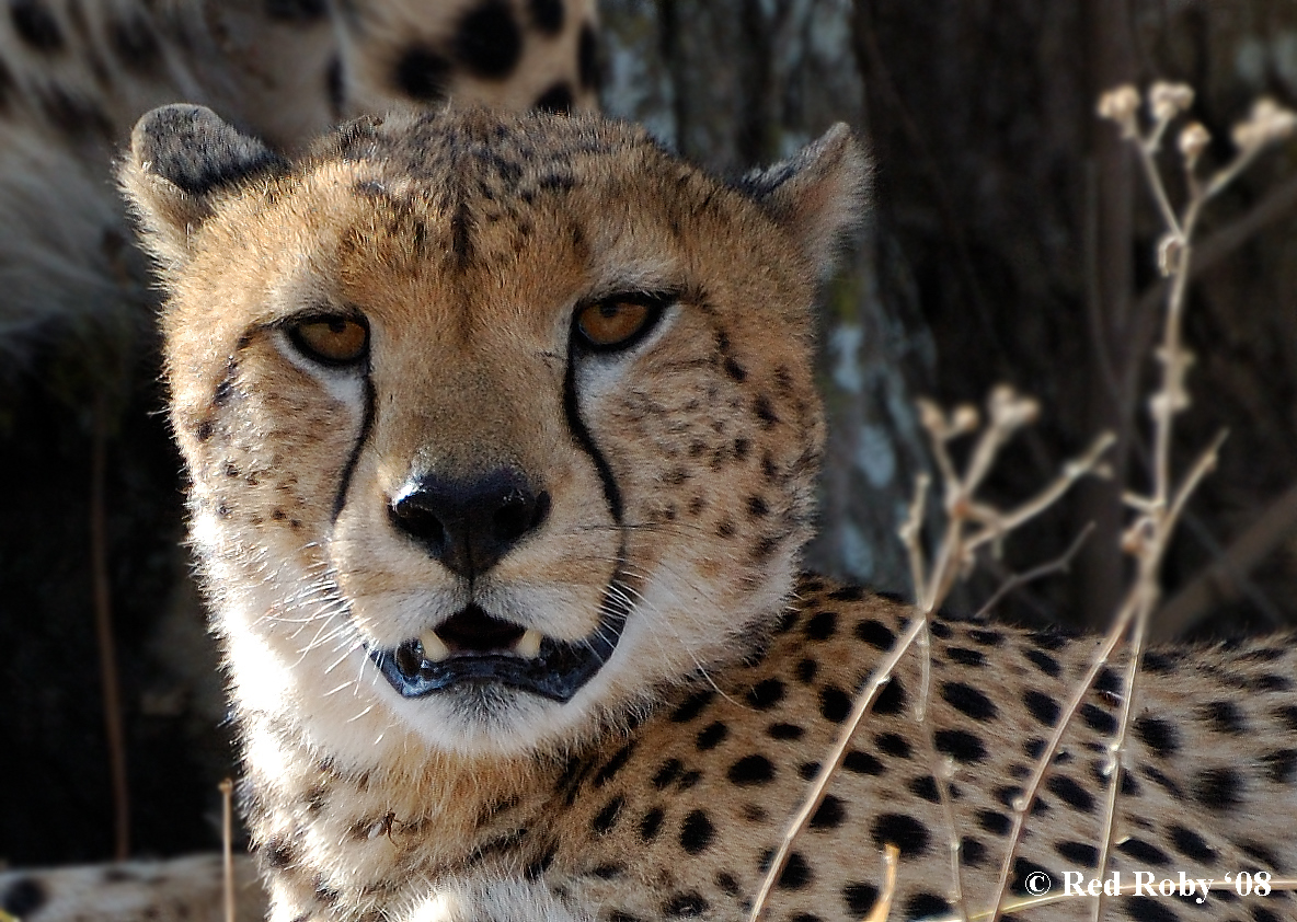 Ghepardo (Tanzania)