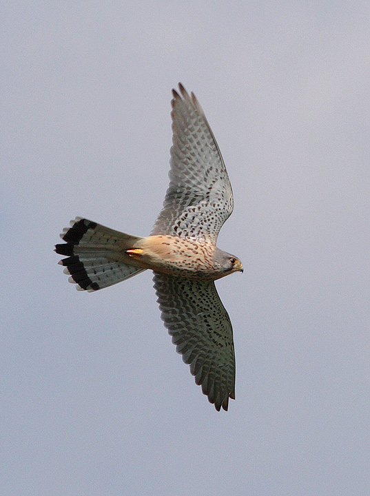 Gheppio (Falco tinnunculus)