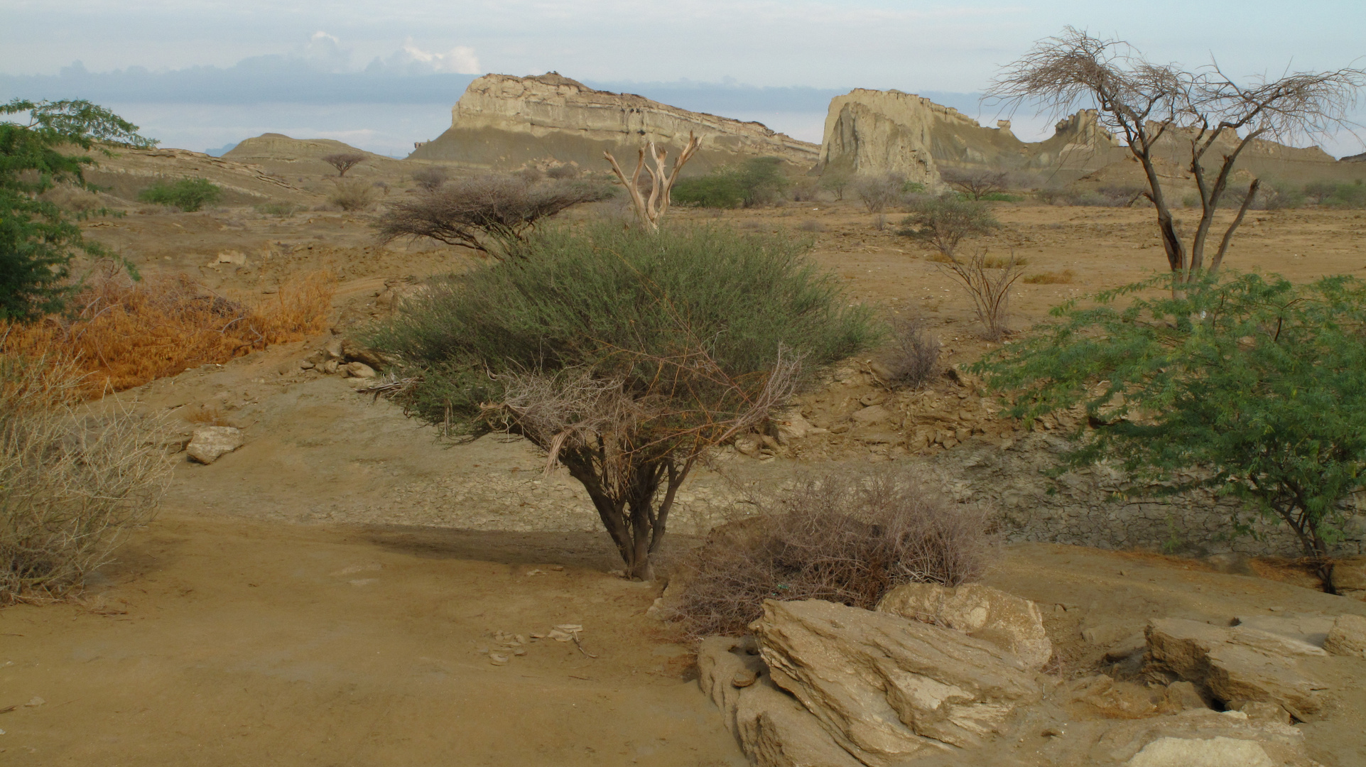 Gheshm National Park , South of Iran , November