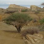 Gheshm National Park , South of Iran , November