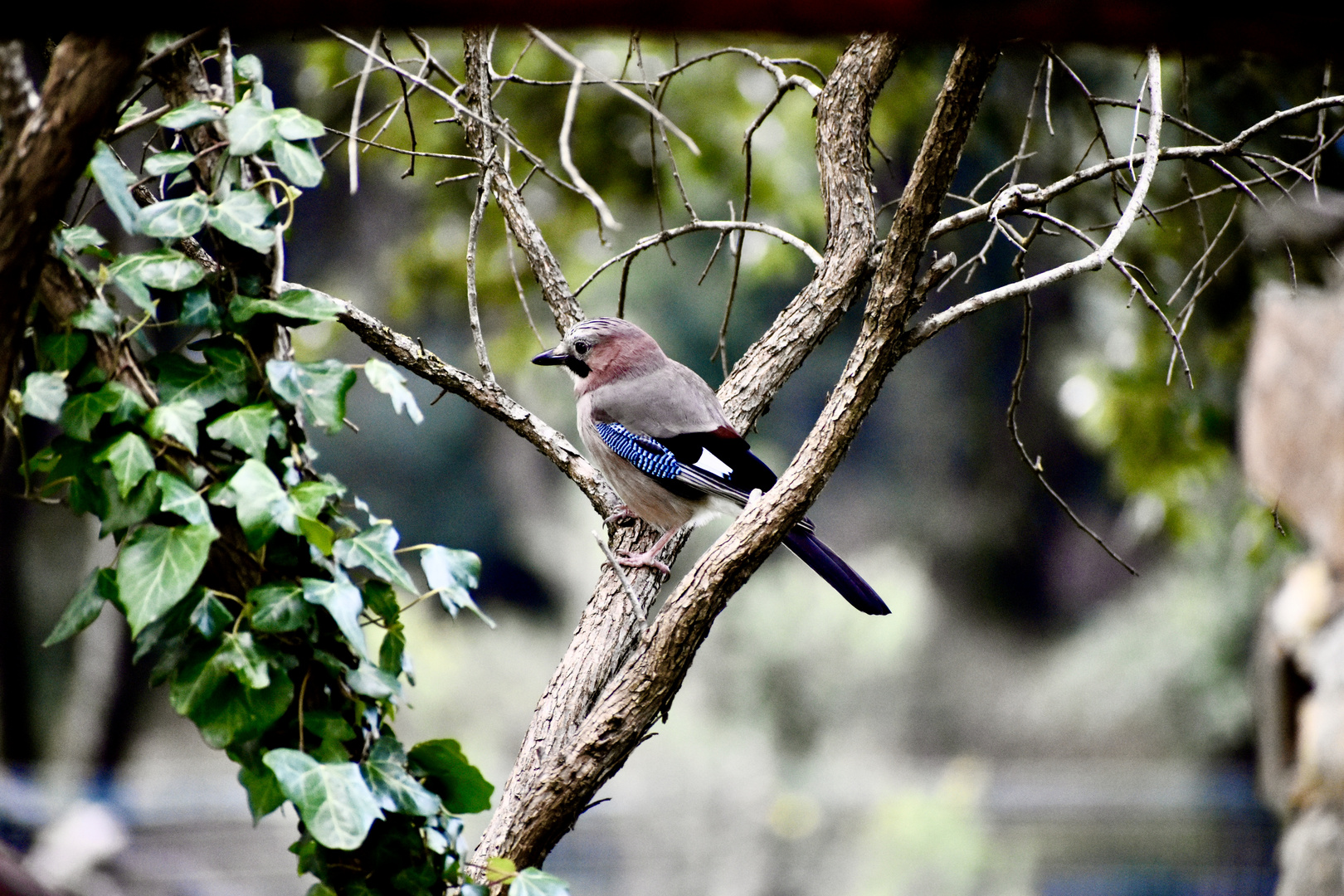 Ghiandaia (Garrulus glandarius) 