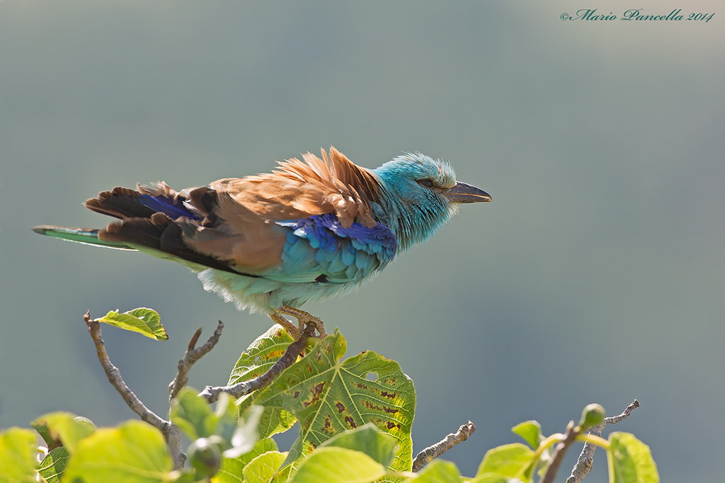 Ghiandaia marina -Coracias garrulus