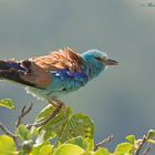 Ghiandaia marina -Coracias garrulus