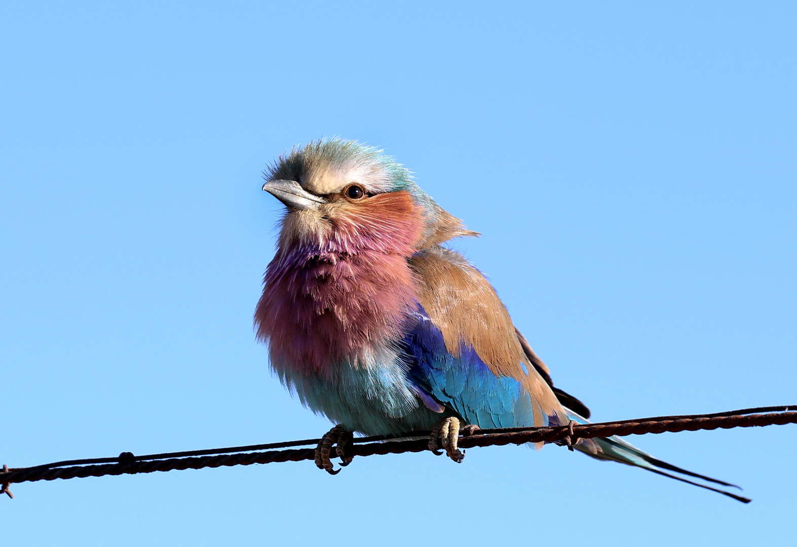 Ghiandaia marina pettolilla  -  South Africa