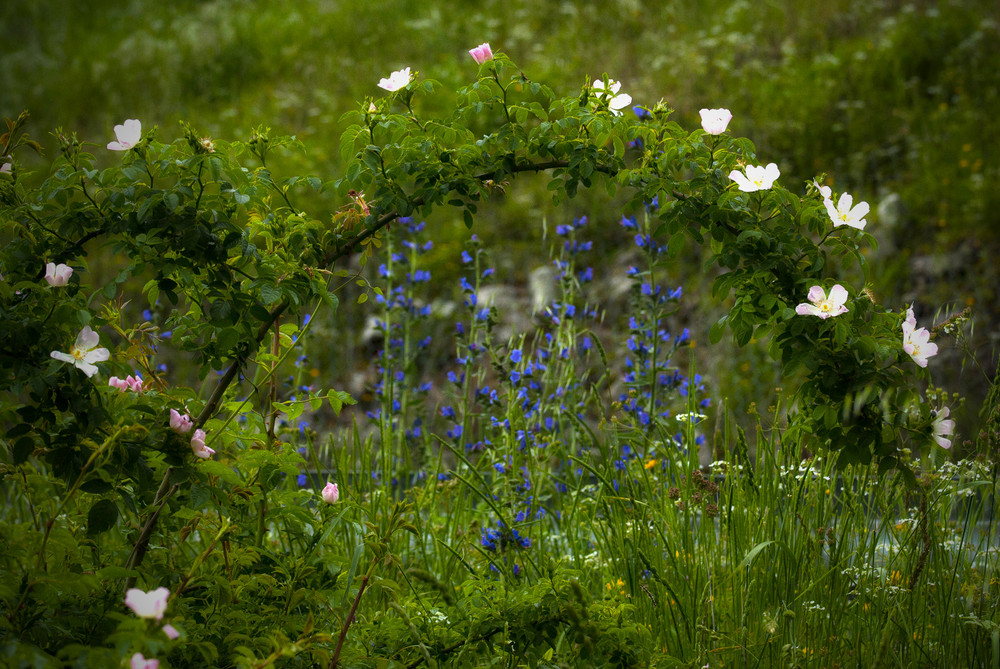 Ghirlande naturali