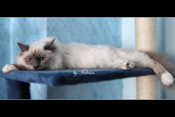 Ghiro, Heilige Birma IV