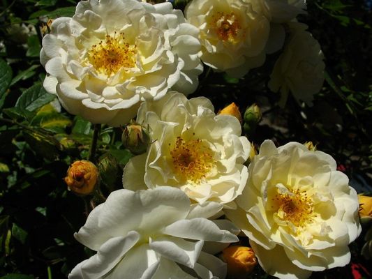 Ghislaine de Feligonde