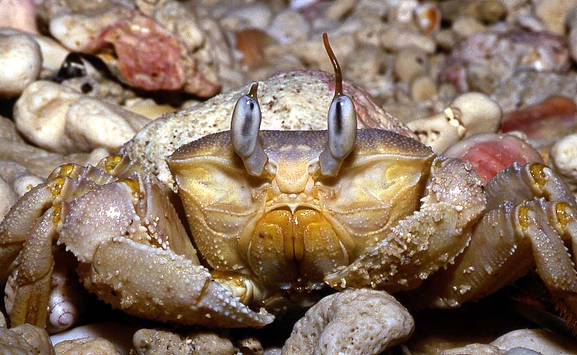 Ghost Crab