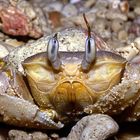 Ghost Crab