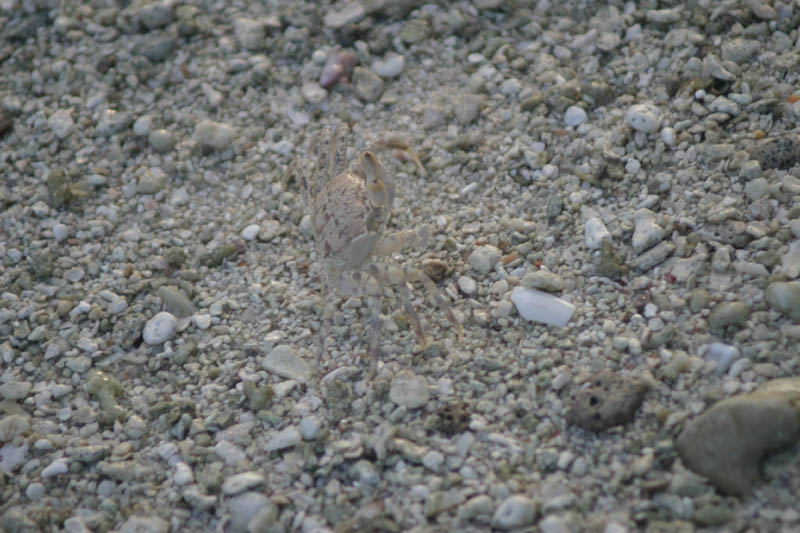 ghost crab