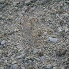 ghost crab