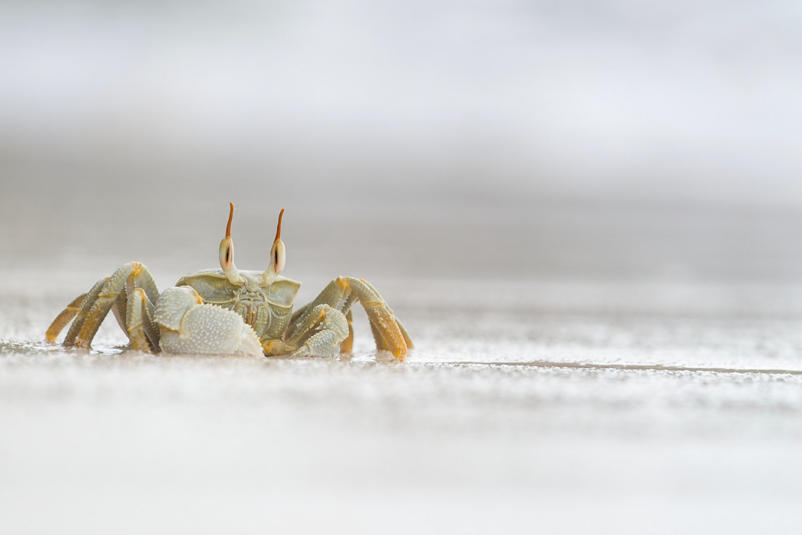 Ghost Crab